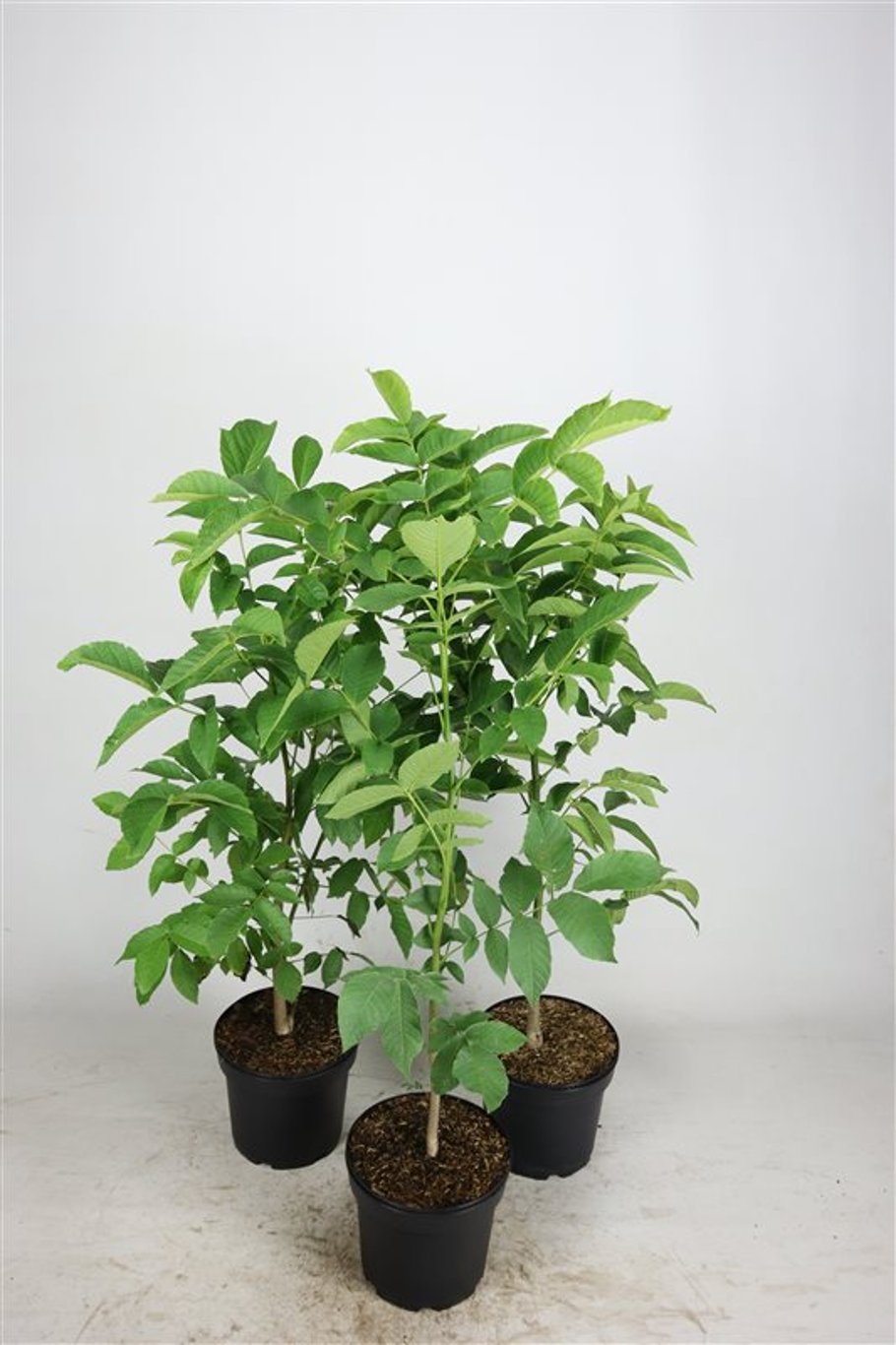 Juglans regia - C5 60-80 CM
